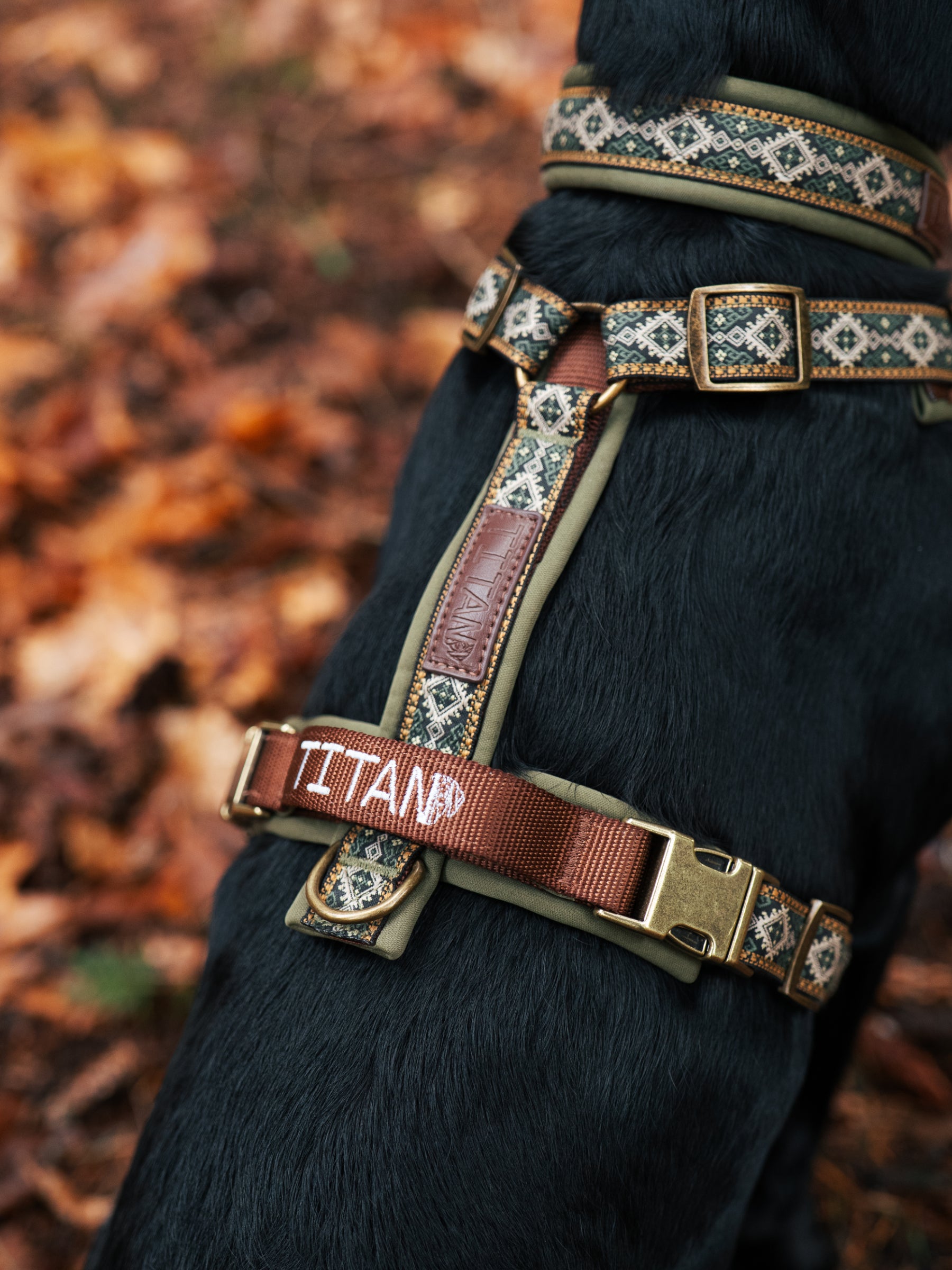 The Alpine Harness