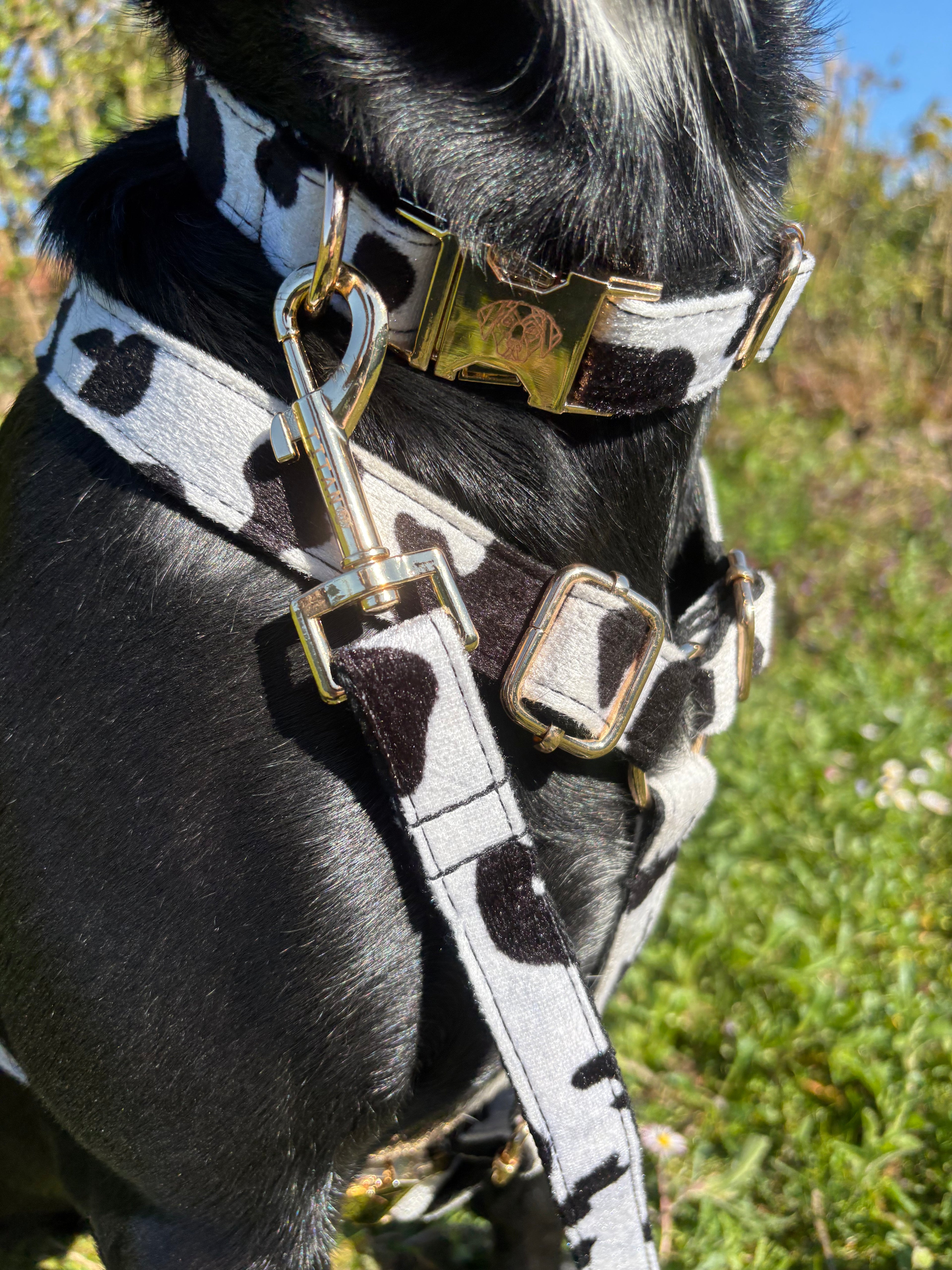 The Soho Collar & Lead (Spring / Summer Collection)