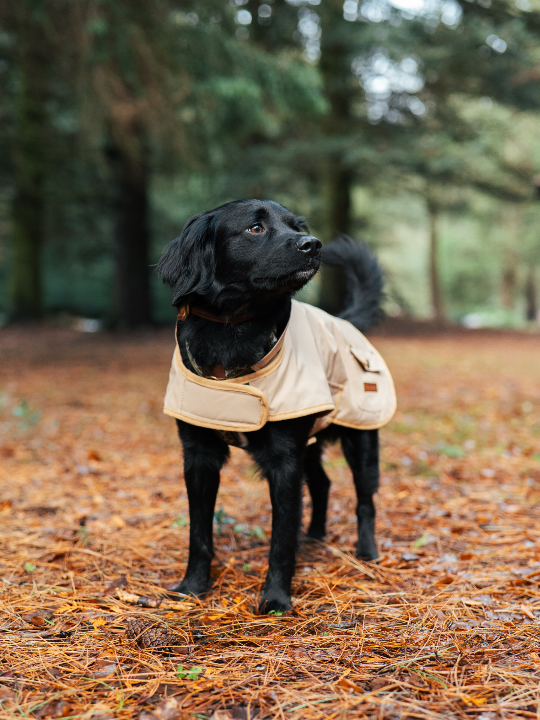 The Hunter Field Coat