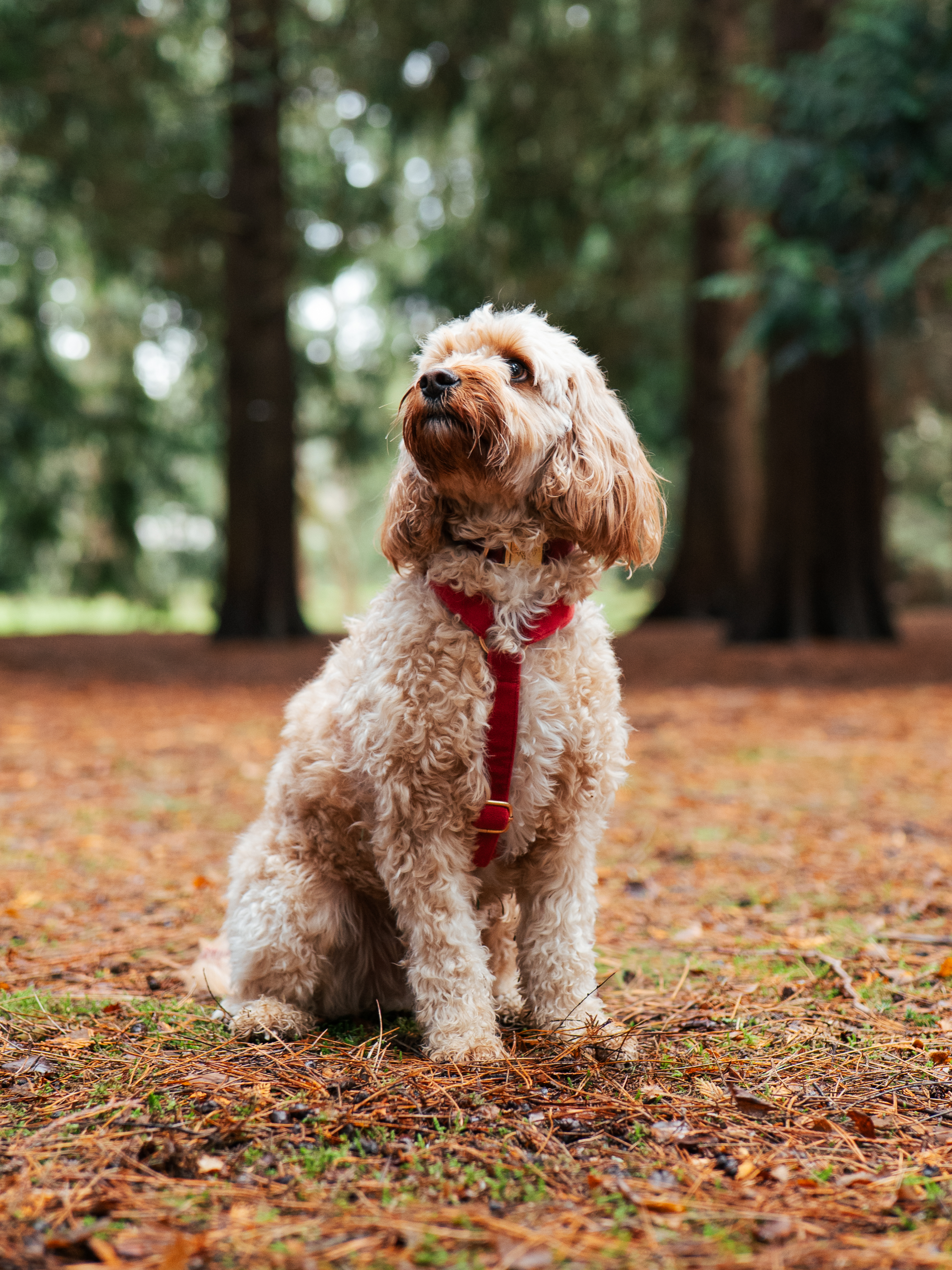 The Soho Puppy Harness