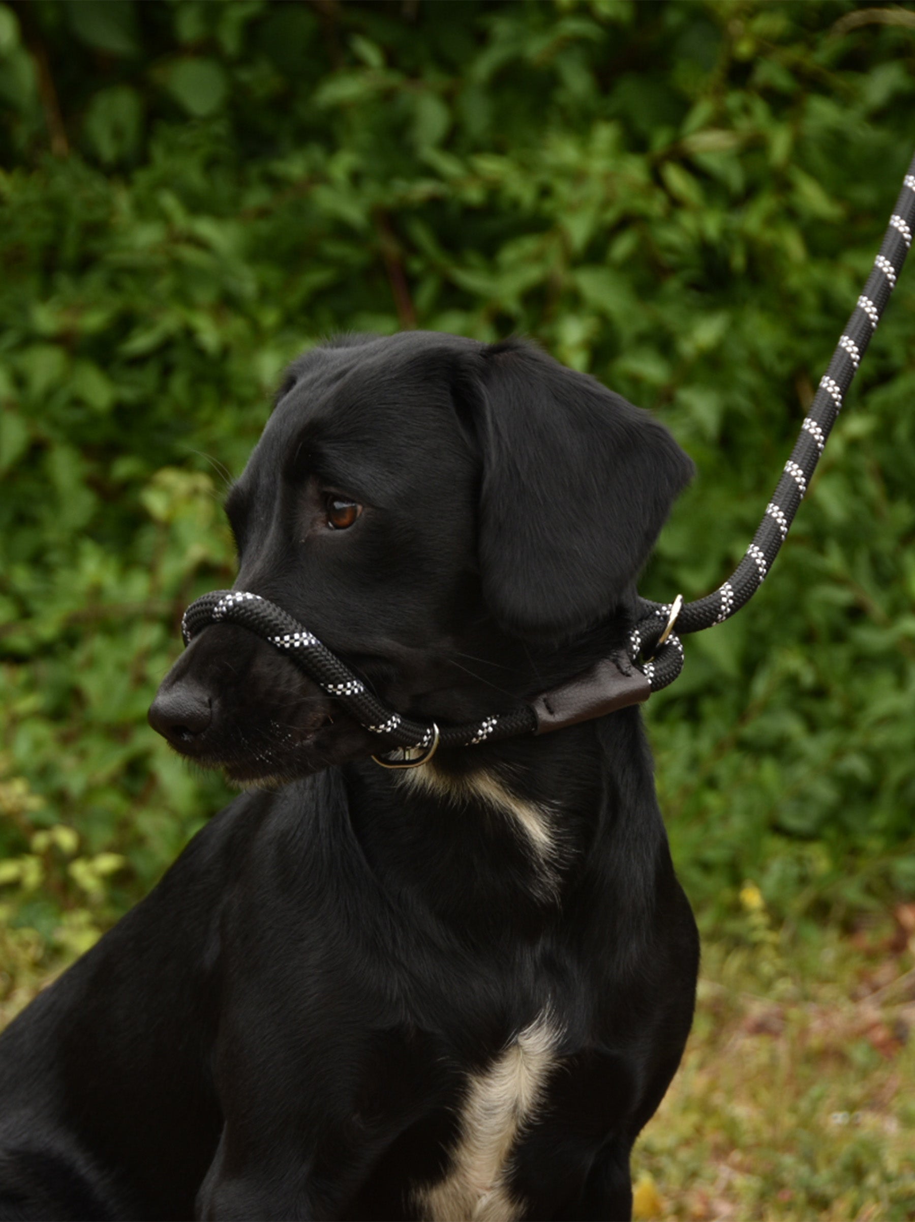 The Everyday Slip Lead