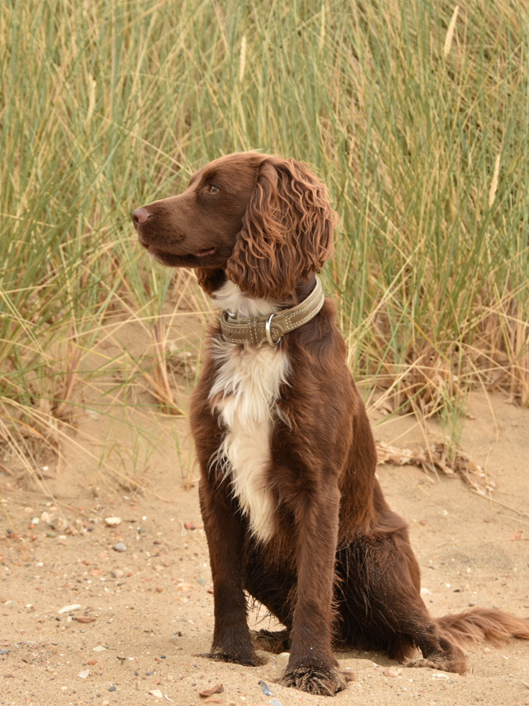The Blakeney Collar