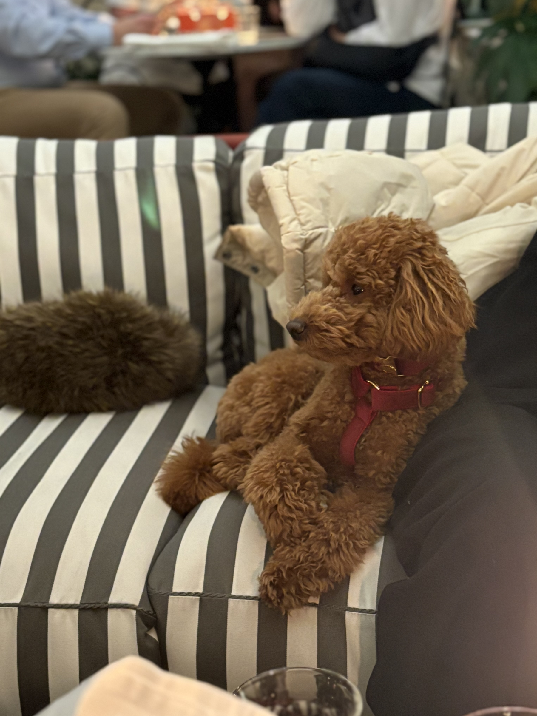 The Soho Collar & Lead