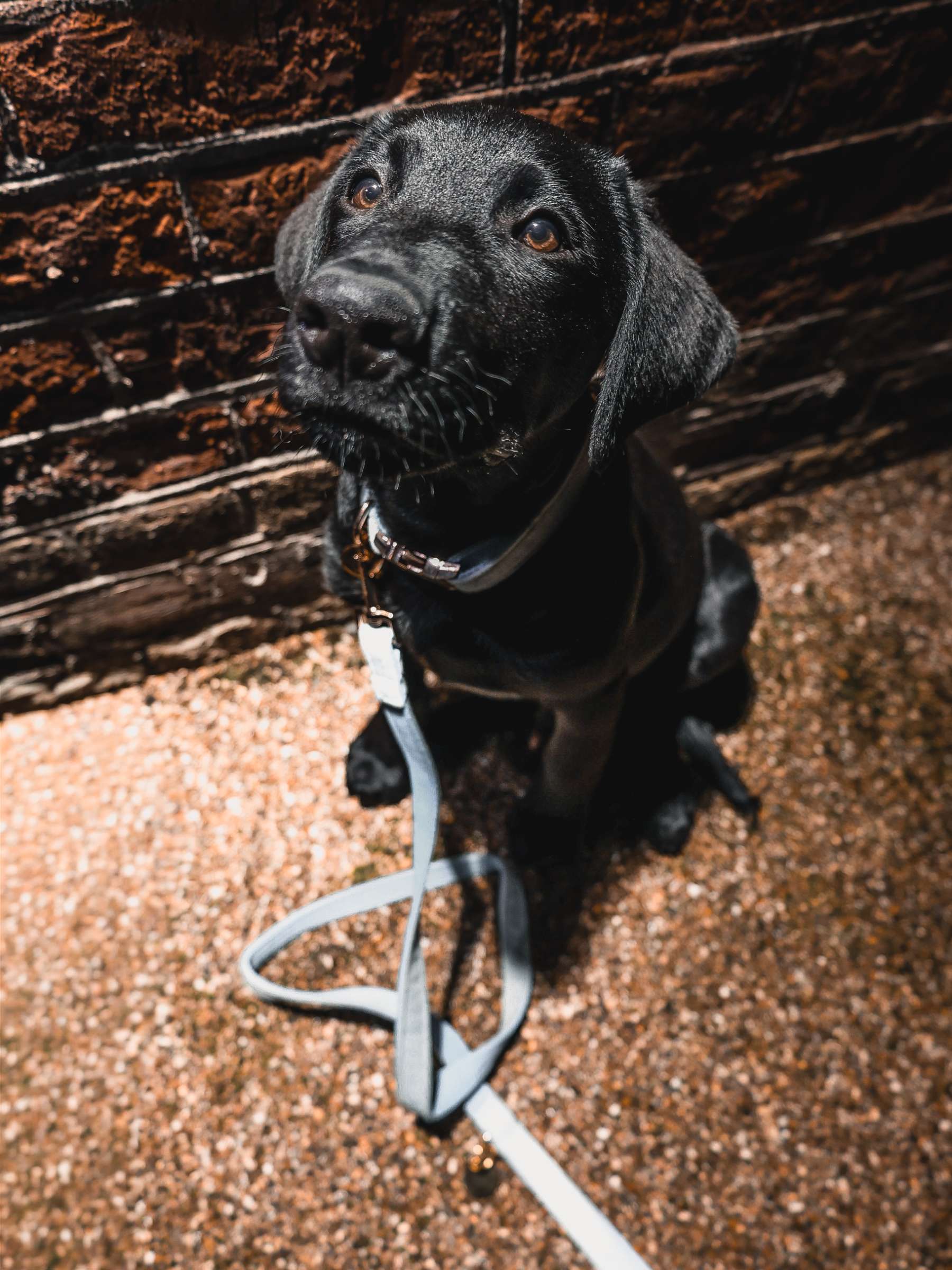 The Soho Puppy Collar & Lead